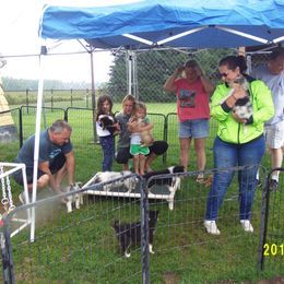 Collie Puppies from Thorndale Collies