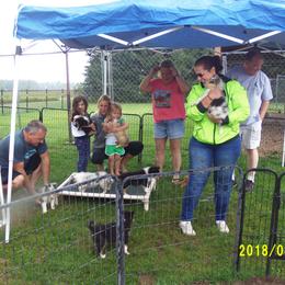 Collie Puppies from Thorndale Collies