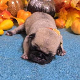 Fawn Boy 1 (Orange toe) - Fawn male Pug puppy in Tulsa, Oklahoma from Locust Creek Pugs