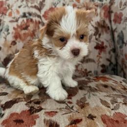 Zooly - Parti male Yorkshire Terrier puppy in Lyle, Washington from Sport Yorkie
