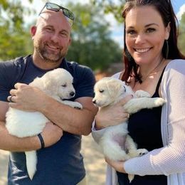 Golden Retriever Puppies from Golden Dust Retrievers