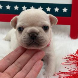 Camila - Cream female French Bulldog puppy in Largo, Florida from Big Daddy Frenchies