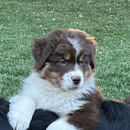 Australian Shepherd Puppies from Cloverdale Australian Shepherds