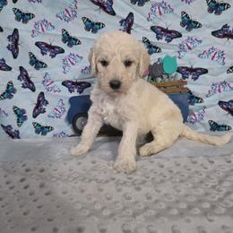 Dawson - Cream male Labradoodle puppy in Weatherford, Texas from Oodles of poodles and doodles