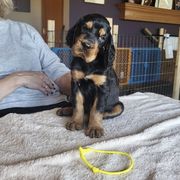 Girl 1 - Gordon Setter puppy from Bit O’ Gold Gordon Setters