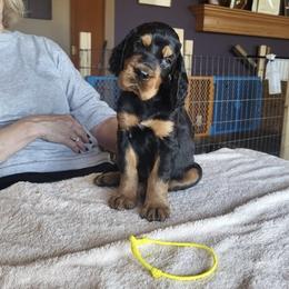 Girl 1 - Gordon Setter puppy from Bit O’ Gold Gordon Setters