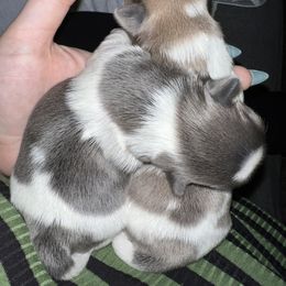 Shih Tzu Puppies from Lavender Lane Tzus