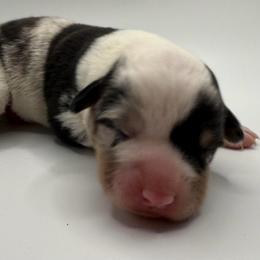 Juniper - Blue merle and white female American Corgi puppy in Scottown, Ohio from Wyndy Ridge Corgis