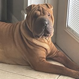 Valkyrie - Chinese Shar-Pei