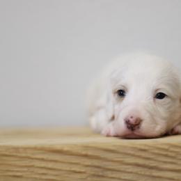 Biscuit - Piebald male Dachshund puppy in Alto, Texas from Prima Dachshunds