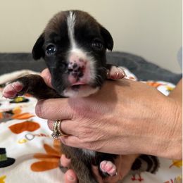 Tyson - Brindle male Boxer puppy in Jamesville, New York from Reynolds Homestead Boxers