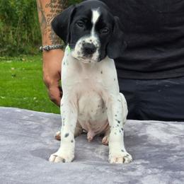 Light green collar male - Black and white male German Shorthaired Pointer puppy in New York from Bishop Kennels