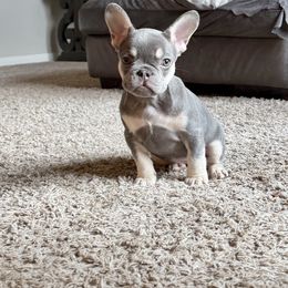 Penelope - Tricolors female French Bulldog puppy in Colorado Springs, Colorado from Sun Mountain Frenchies
