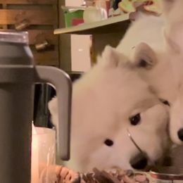 Samoyeds from Sandhills Samoyeds