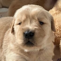 Golden Retriever Puppies from Chevaline Goldens