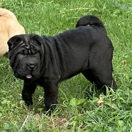 Baby girl black sable 1 - Black sable female Chinese Shar-Pei puppy in Saint Joseph, Missouri from Durenda Springer- Barber