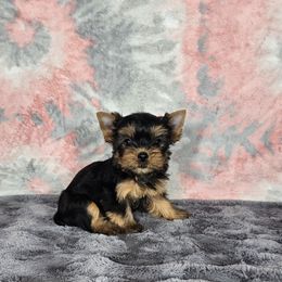 PUP 5 - Black and tan female Yorkshire Terrier puppy in Polk City, Florida from Yorkies by Casey