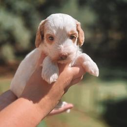 Orion - Parti male Goldendoodle puppy in Austin, Texas from Cedarcrest Goldendoodles