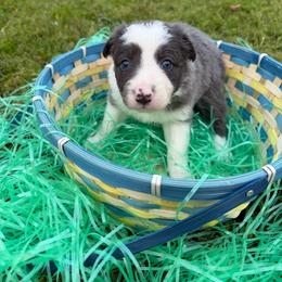 Sapphire - Blue female Border Collie puppy in Keller, Texas from Bordercollieblues