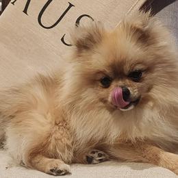 Chi chi - Pomeranian