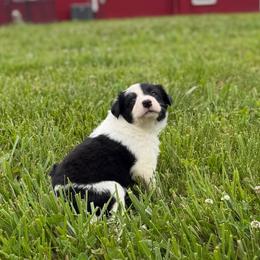 Nova - Black and white female Border Collie puppy in Owenton, Kentucky from Three16 Ranch