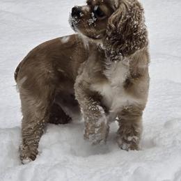 Cockapoo puppies from MyKy Puppies