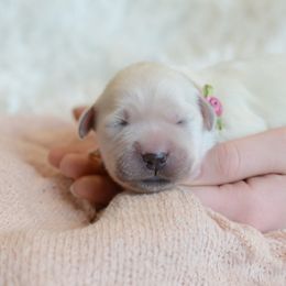 Golden Retriever Puppies from Lovasi Goldens