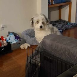 Aussiedoodles, Poodles, and Toy Australian Shepherds from Heartland Ranch