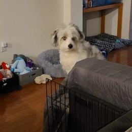 Aussiedoodles, Poodles, and Toy Australian Shepherds from Heartland Ranch