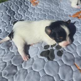 BLOSSOM - White black and tan female Papillon puppy in Hollister, Missouri from Swan Creek Kennel
