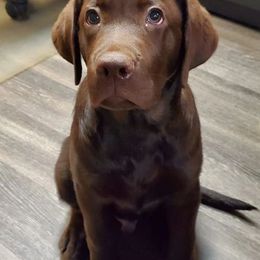 Labradoodle and Labrador Retriever Puppies from Moore than Dogs