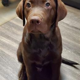Labradoodle and Labrador Retriever Puppies from Moore than Dogs