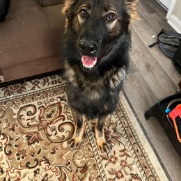 Georiga - German Shepherd