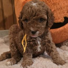 Bernedoodle and Goldendoodle Puppies from 4goldendoodles
