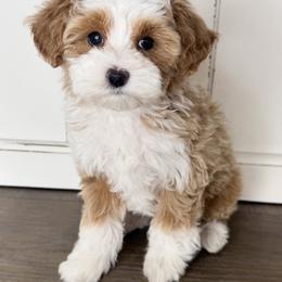 Boo - Red  female Goldendoodle puppy in Saratoga Springs, Utah from DayDreamDoodles