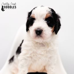 Sarah - Tri-color female Bernedoodle puppy in Tipton, Indiana from Country Creek Doodles