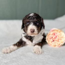 Abilene - Brown and white female Bernedoodle puppy in Osage City, Kansas from Golden Ridge Goldens
