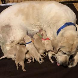 Labrador Retriever Puppies from Cary’s Buck Creek Retrievers