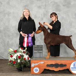 Vizsla All Grown Up from Arailek Vizslas