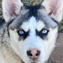 Julzs - Alaskan Husky