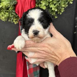 Black collar girl - Parti female Miniature Schnauzer puppy in Oneonta, Alabama from Murphree Valley Kennels
