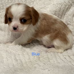Cavalier King Charles Spaniel Puppies from Rhonda Davis