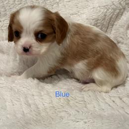 Cavalier King Charles Spaniel Puppies from Rhonda Davis