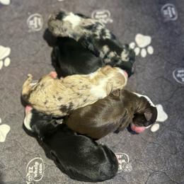 Miniature Australian Shepherd puppies from Stellar Aussies