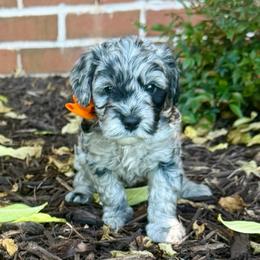 Shiloh- Price 2500. - Blue merle female Aussiedoodle puppy in Midlothian, Texas from Gray Doodles