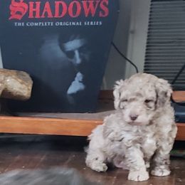 Poodle Puppies from Dogtown Doodles