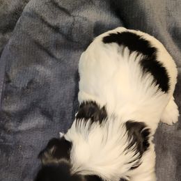 Biewer Terrier Puppies from Dignity Farms