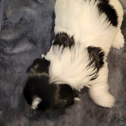 Biewer Terrier Puppies from Dignity Farms