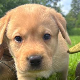 Labrador Retrievers from Labs of the north