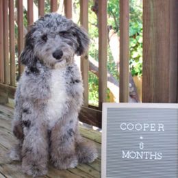 Aussiedoodles, Bernedoodles, and Goldendoodles from Doodles & Danes